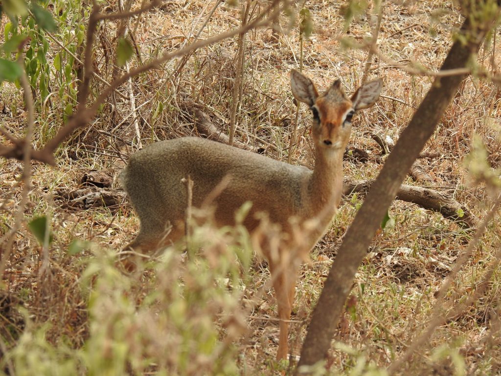 Arusha deer