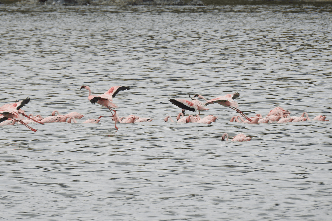 Arusha Flamingos on water