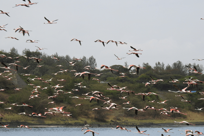 Arusha - flamingos