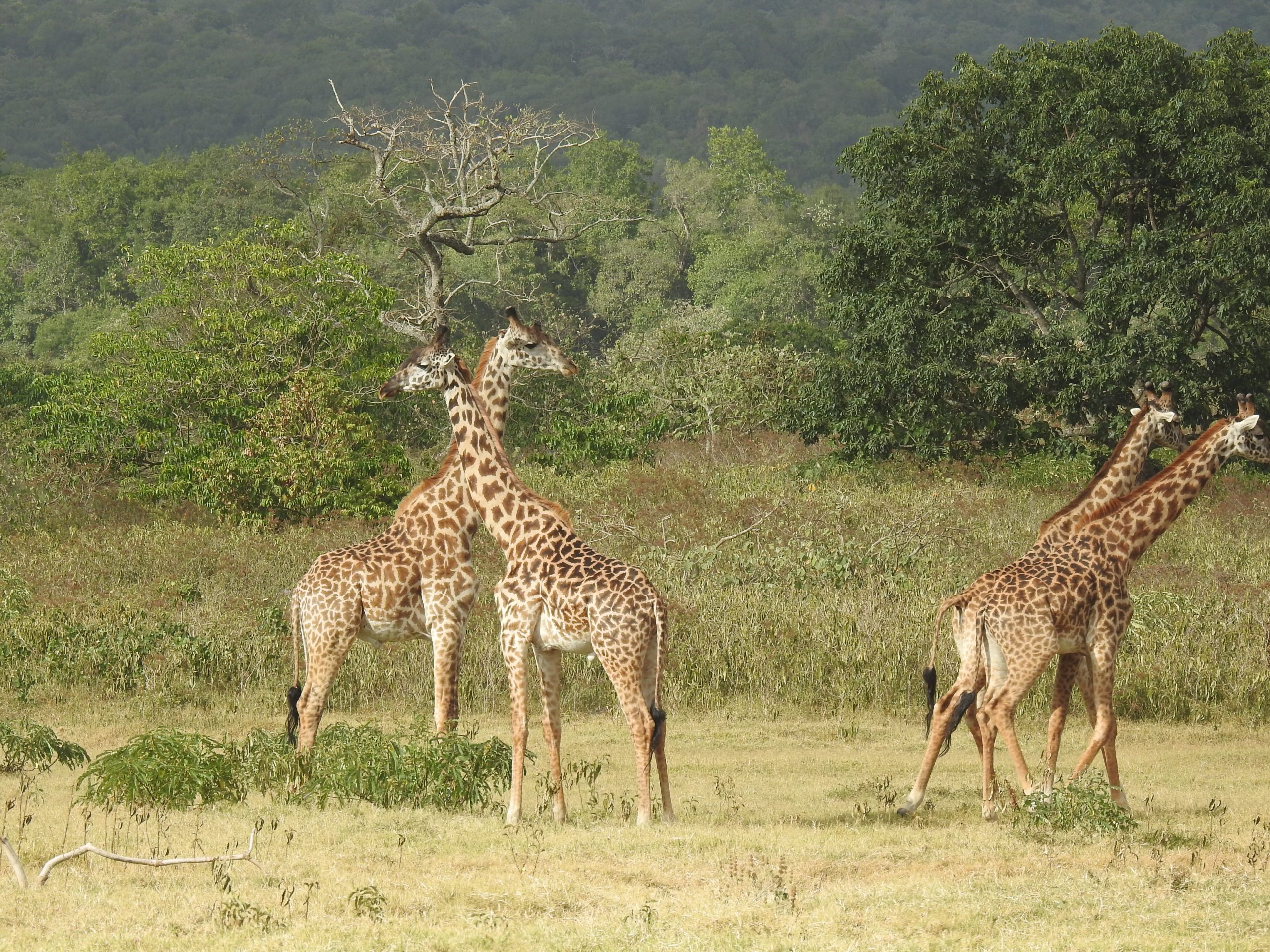 Arusha giraffe