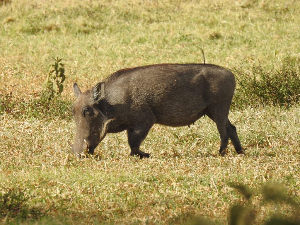 Arusha warthog