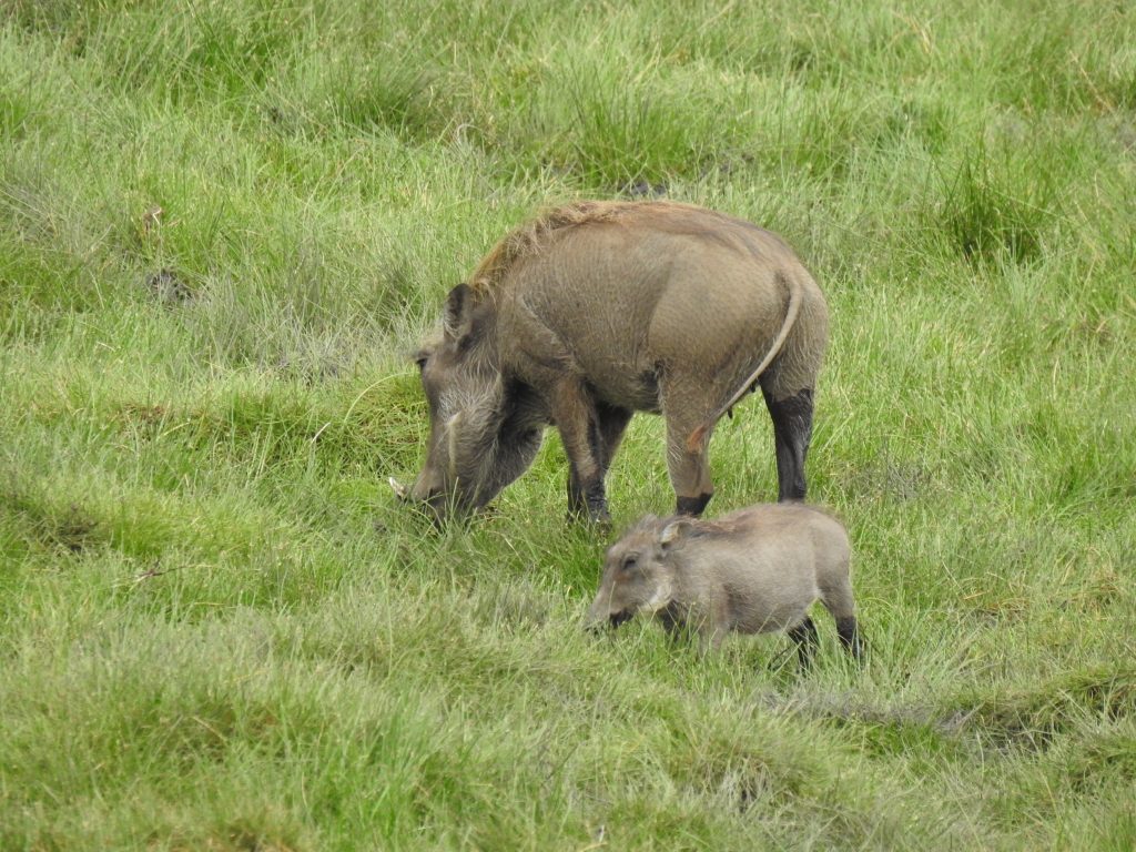Arusha warthogs