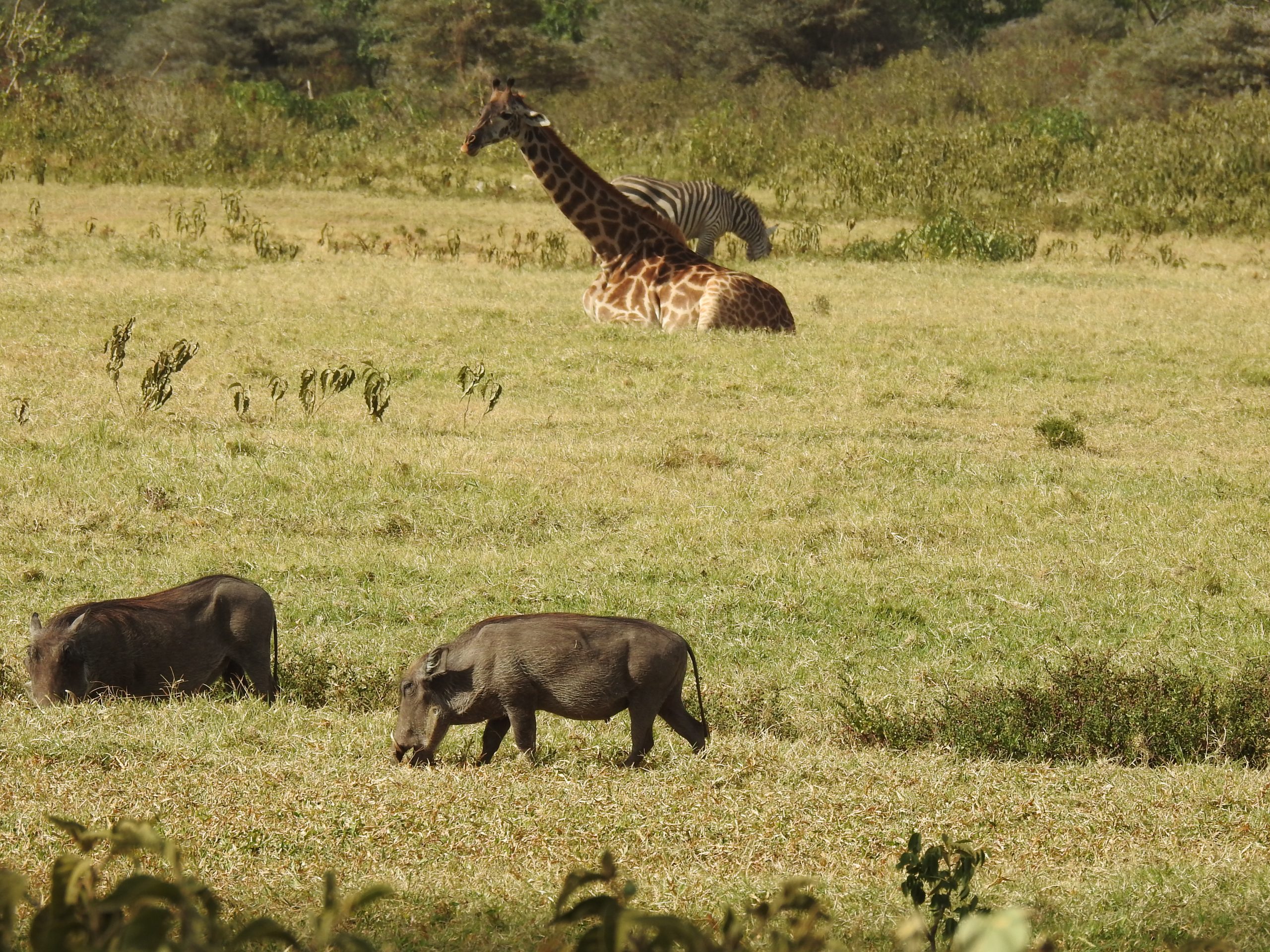 Ngorongoro plains