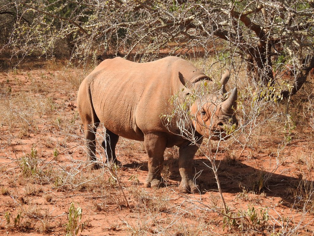 Mkomazi - black rhino
