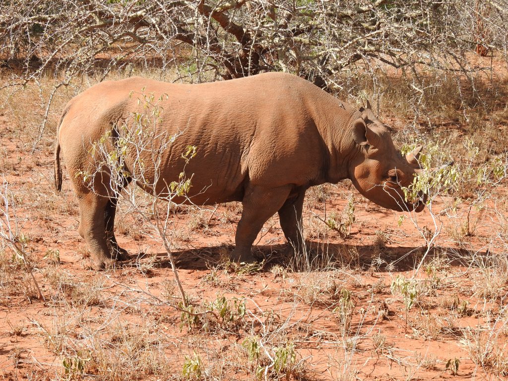 Mkomazi - Black Rhino