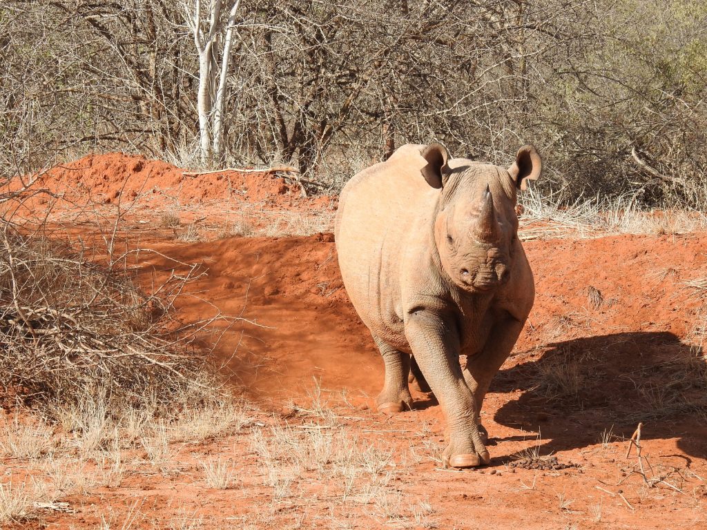 Mkomazi - Black Rhino