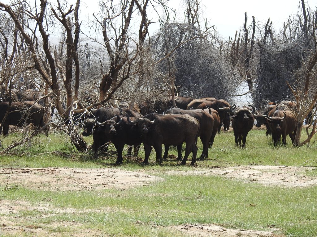 Lake Manyara buffalo
