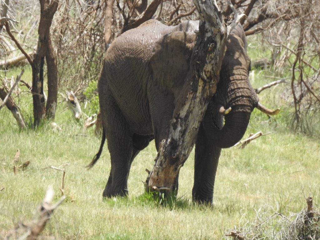 Lake Manyara elephant