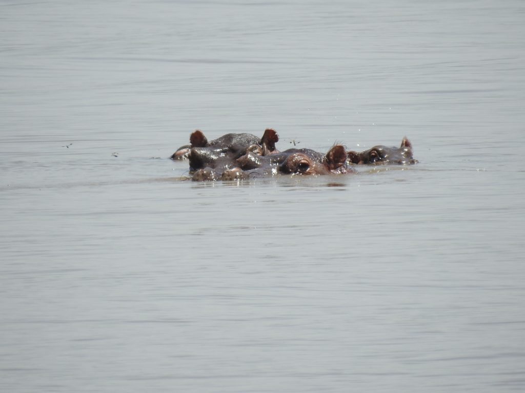 Lake Manyara hippos