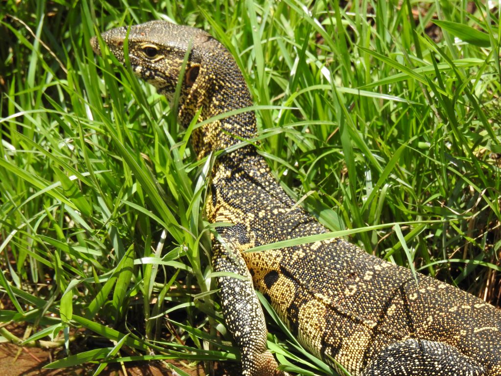 Lake Manyara monitor lizard