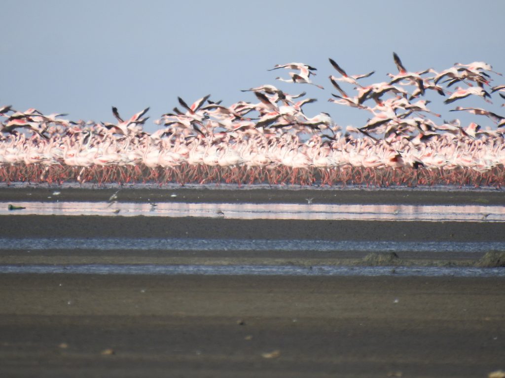 Lake Natron flamingos
