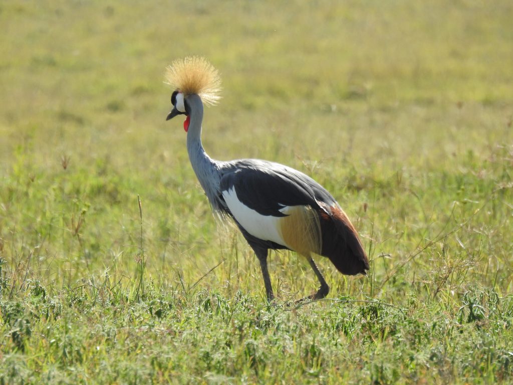 Ngorongoro - Crowned Crane