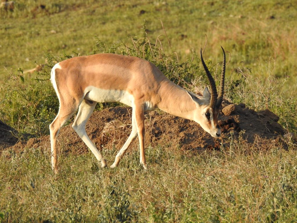 Ngorongoro Grants Gazelle