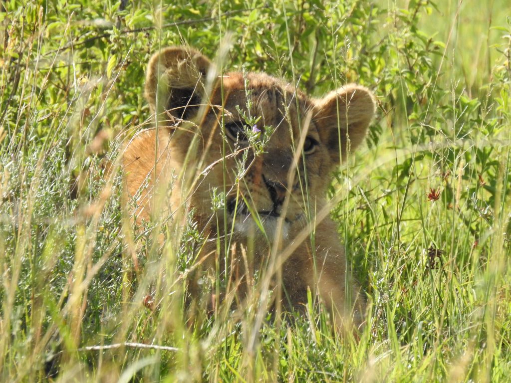 Ngorongoro lion cub