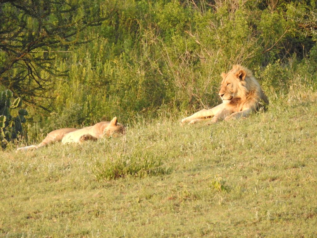 Ngorongoro lions