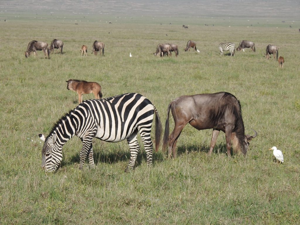 Ngorongoro plains
