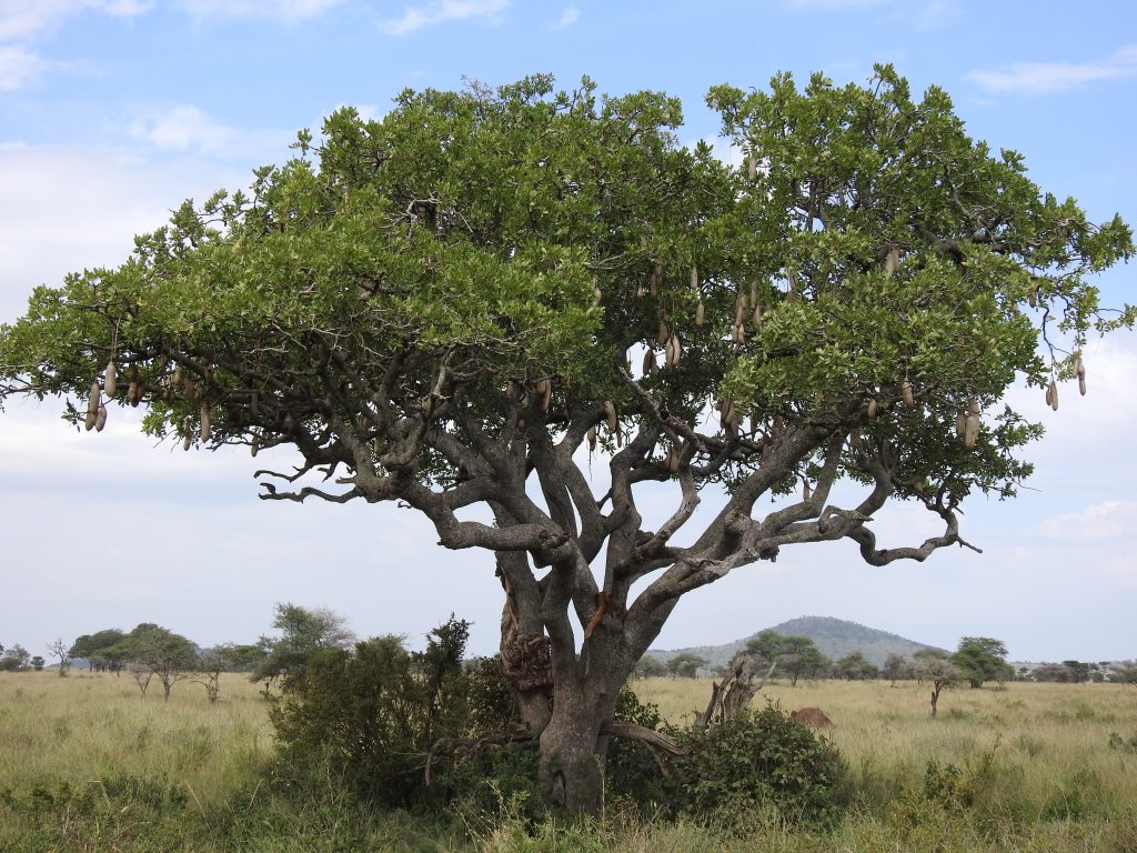 Serengeti - baobab