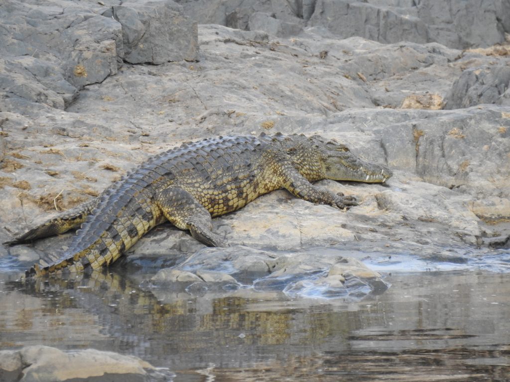 Serengeti - crocodile