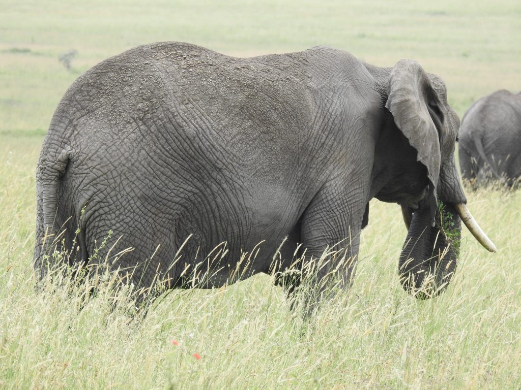 Serengeti - elephant close-up