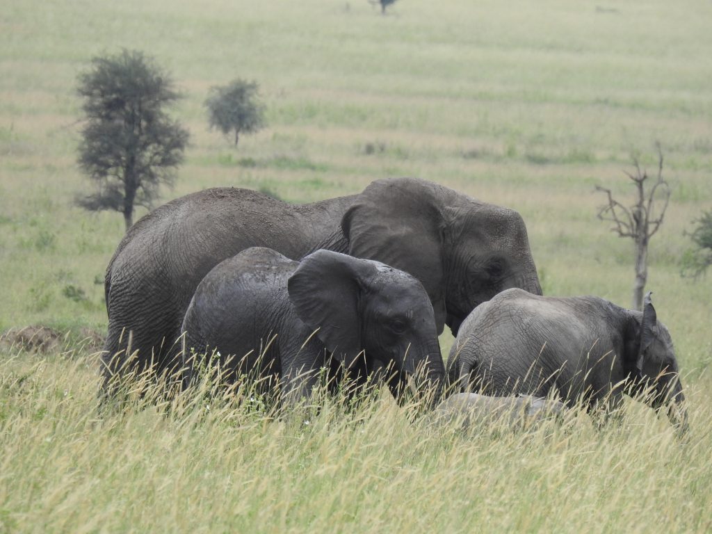 Serengeti - elephants