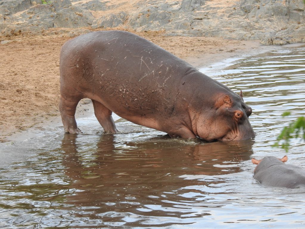 Serengeti - hippo