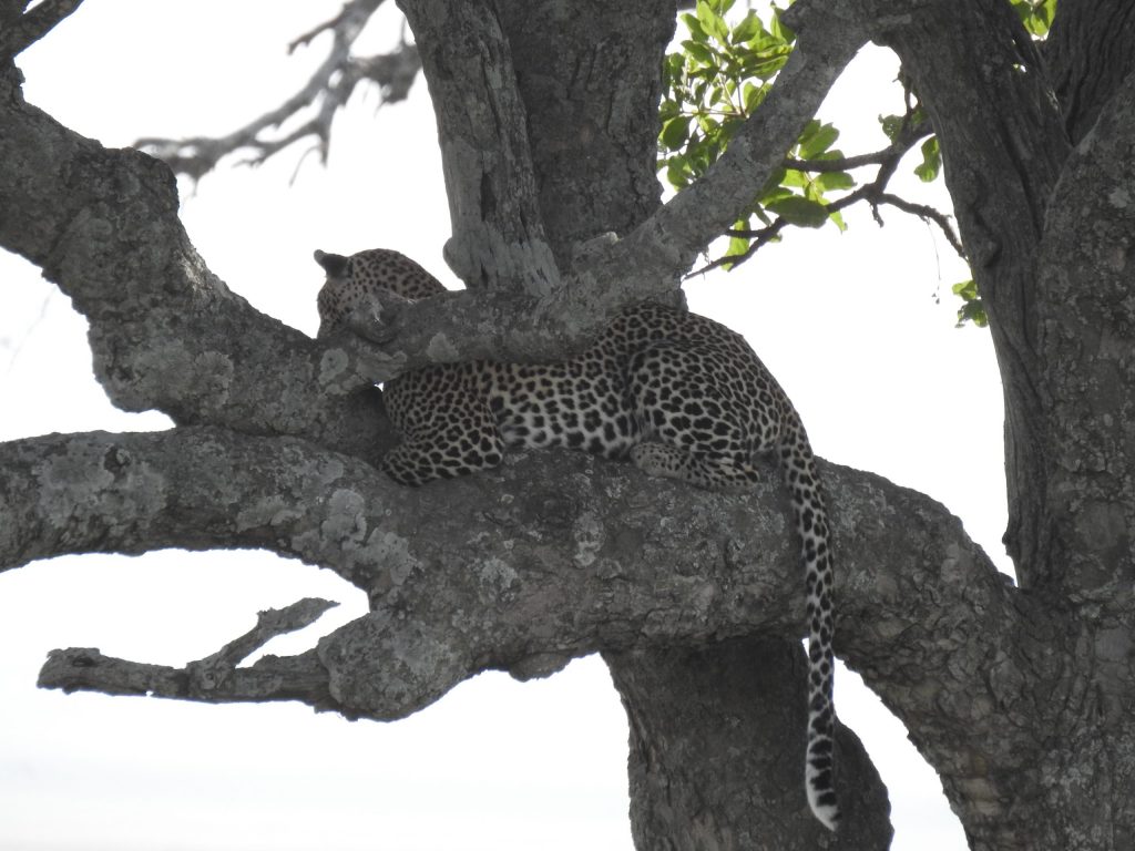 Serengeti - leopard
