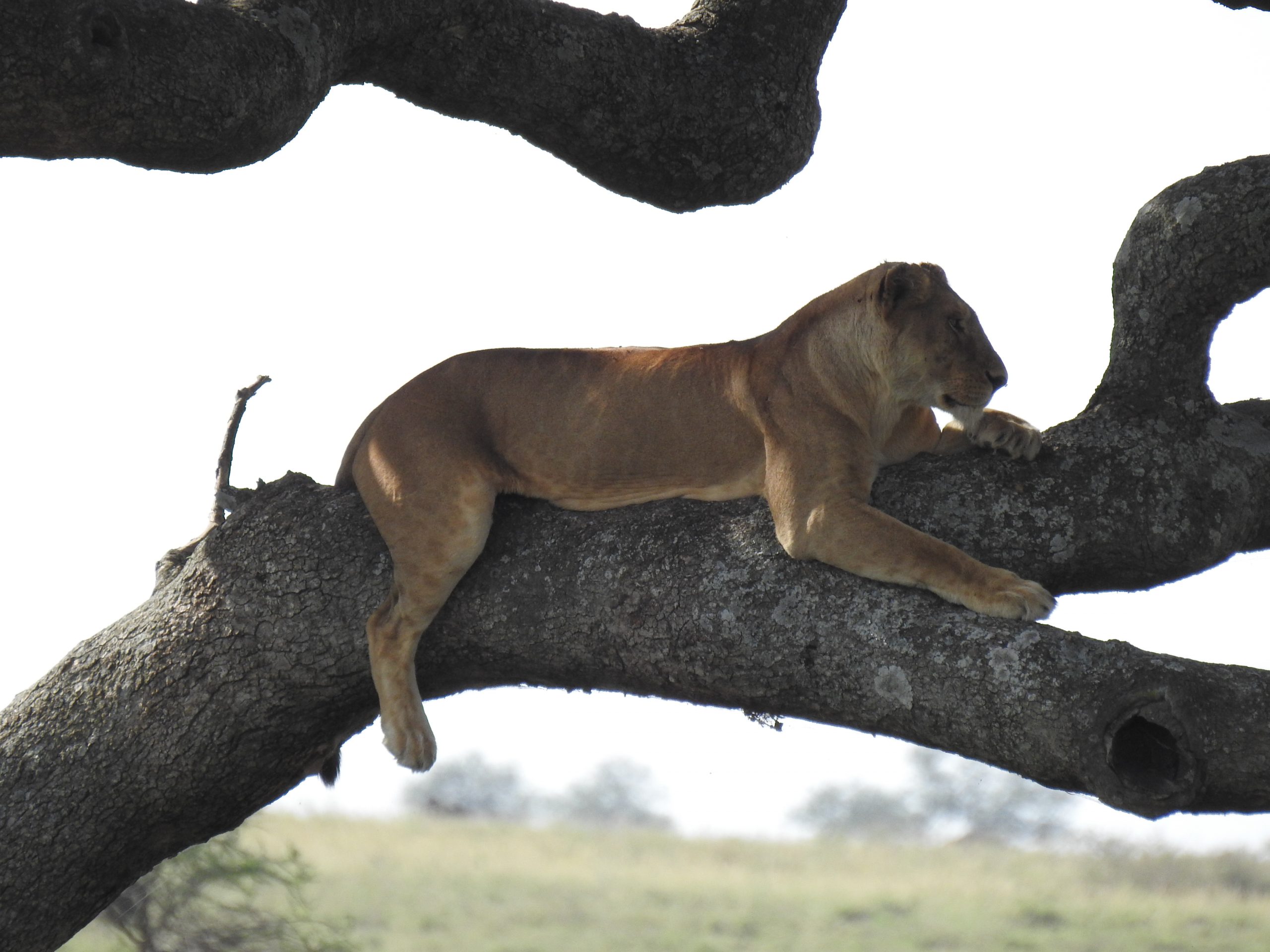 Serengeti - lion in tree
