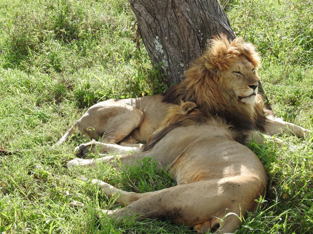 Serengeti lions at rest