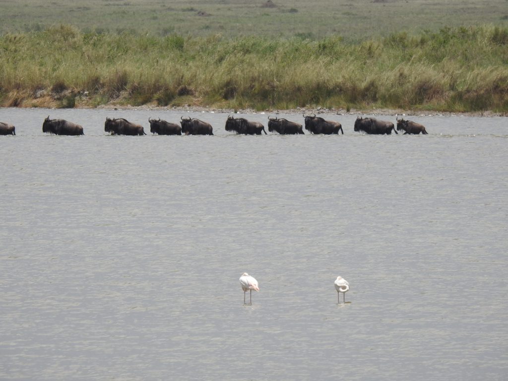 Serengeti - wildebeest migration