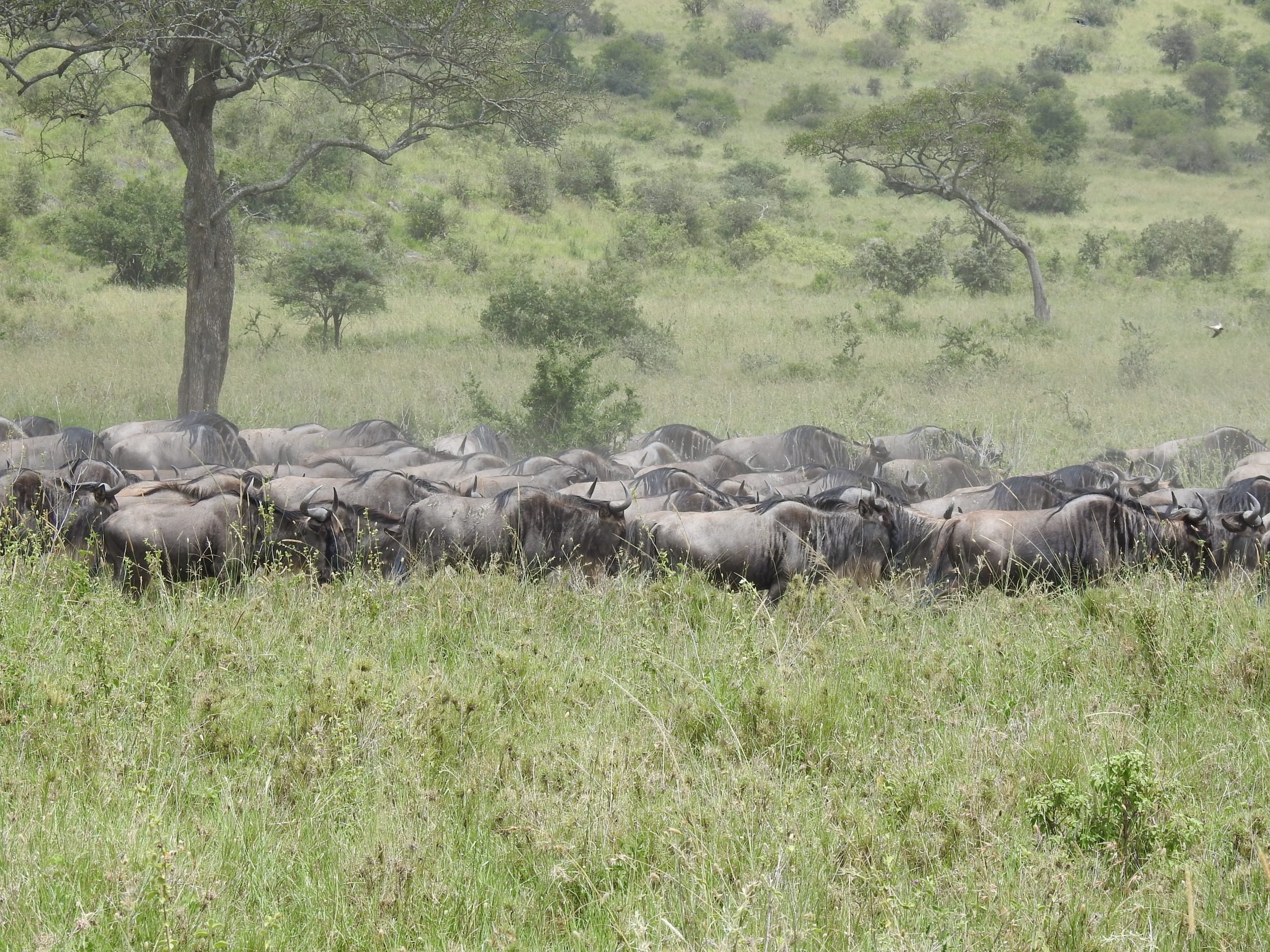 Serengeti Wildebeest