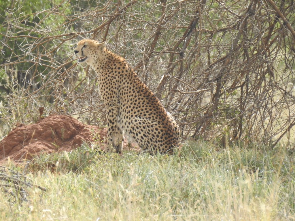 Tarangire - cheetah