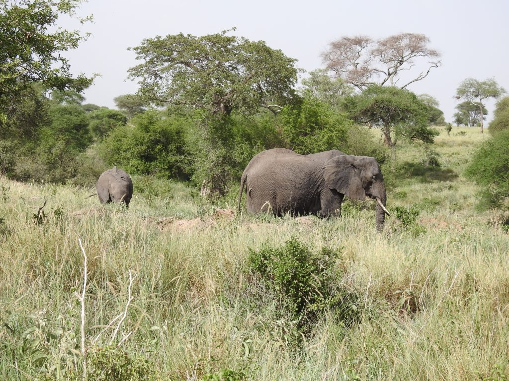 Tarangire - elephants