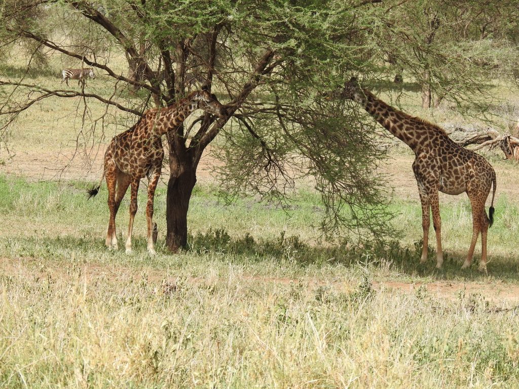 Tarangire - giraffe