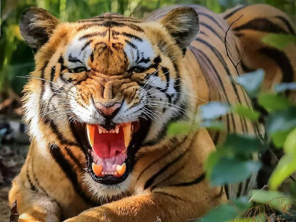 Chitwan Safari bengal tiger