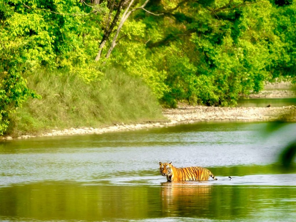 Chitwan Safari tiger crossing