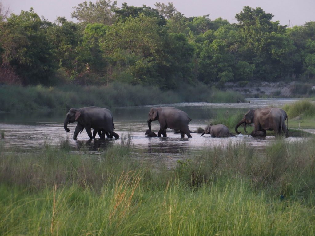 Bardia Safari elephants
