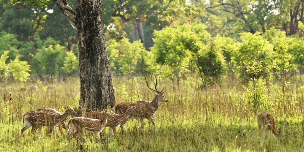 Bardia National Park spotted deer