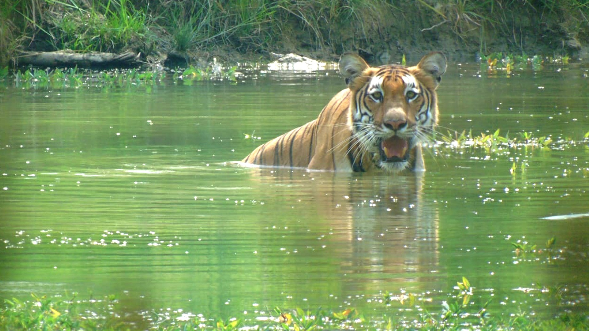 Tiger in Chitwan National Park