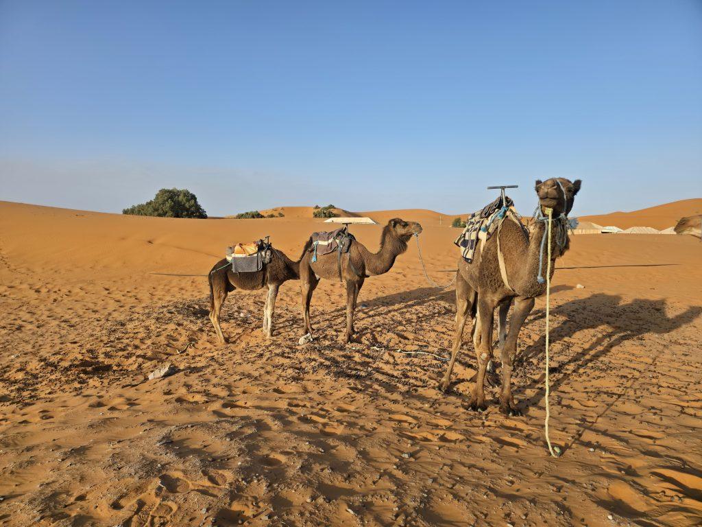 Camels in Erg Chebbi dunes