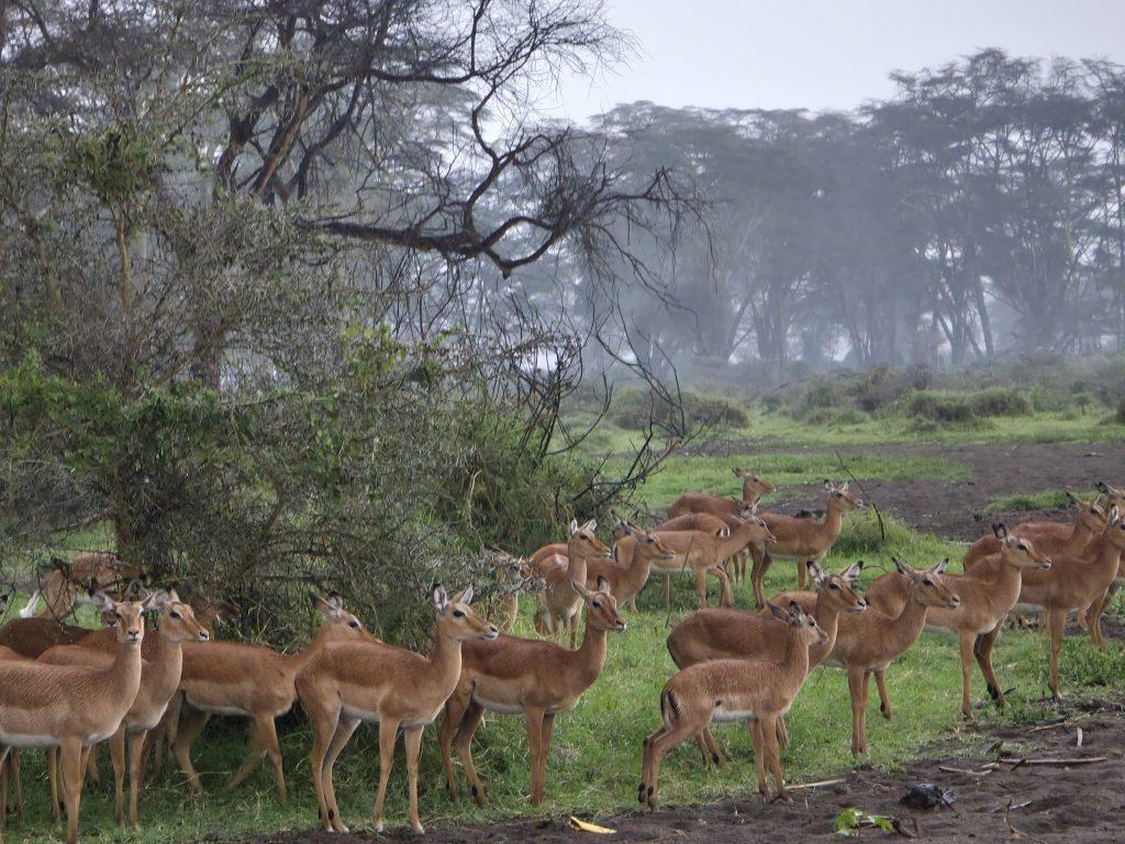 Malaika Travel Kenya safari - impala