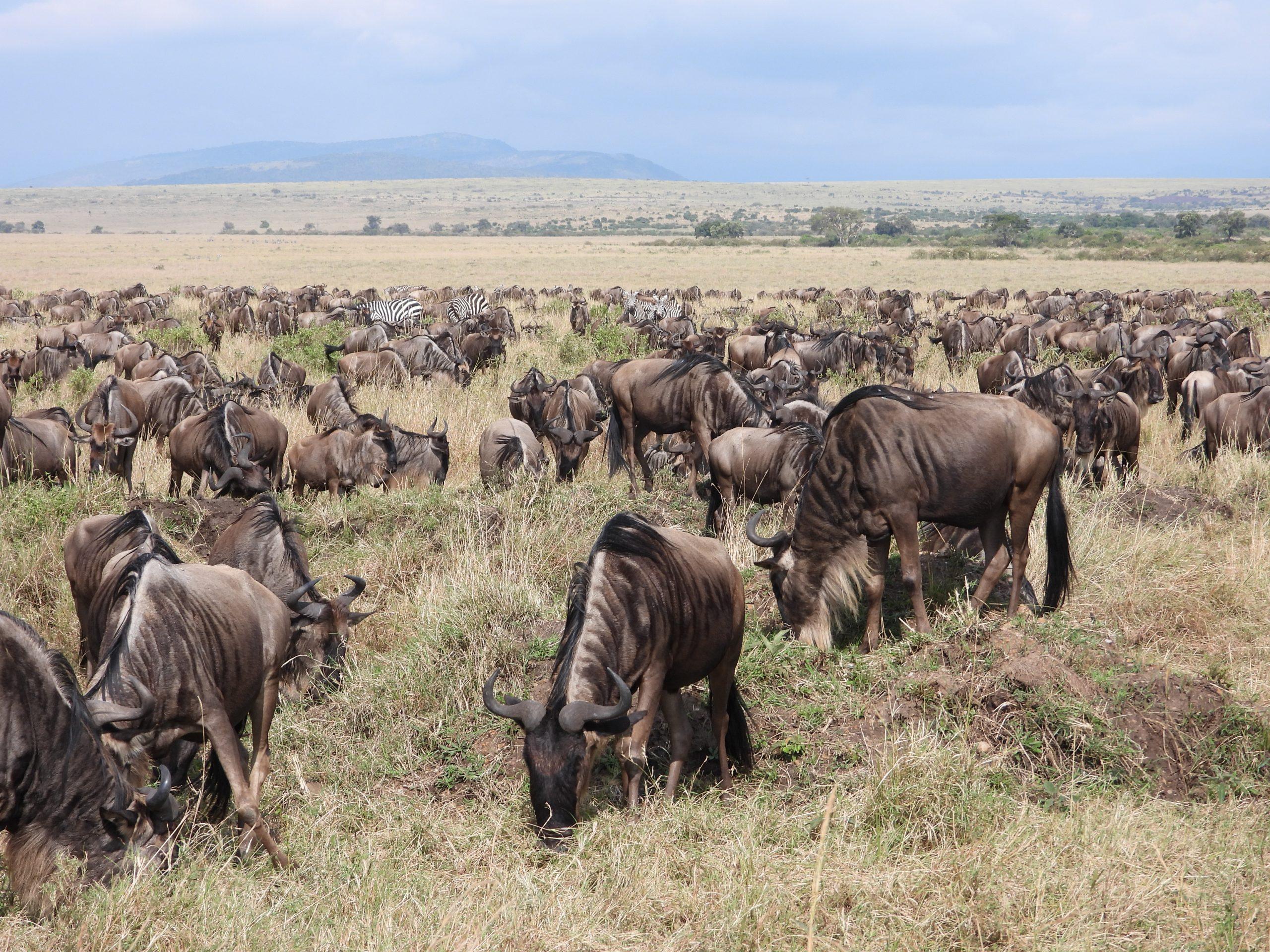 Malaika Travel Kenya safari - wildebeest