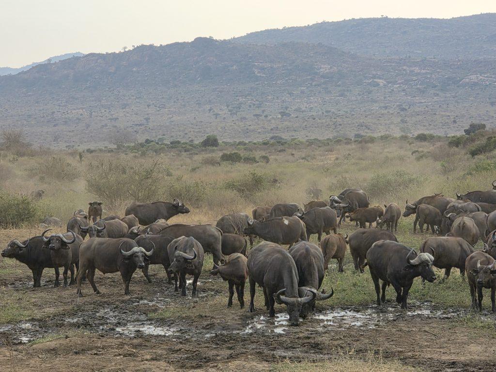 Malaika Travel Kenya safari - African buffalo