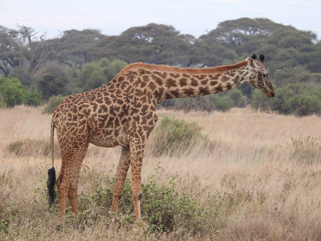 Malaika Travel Kenya safari - giraffe