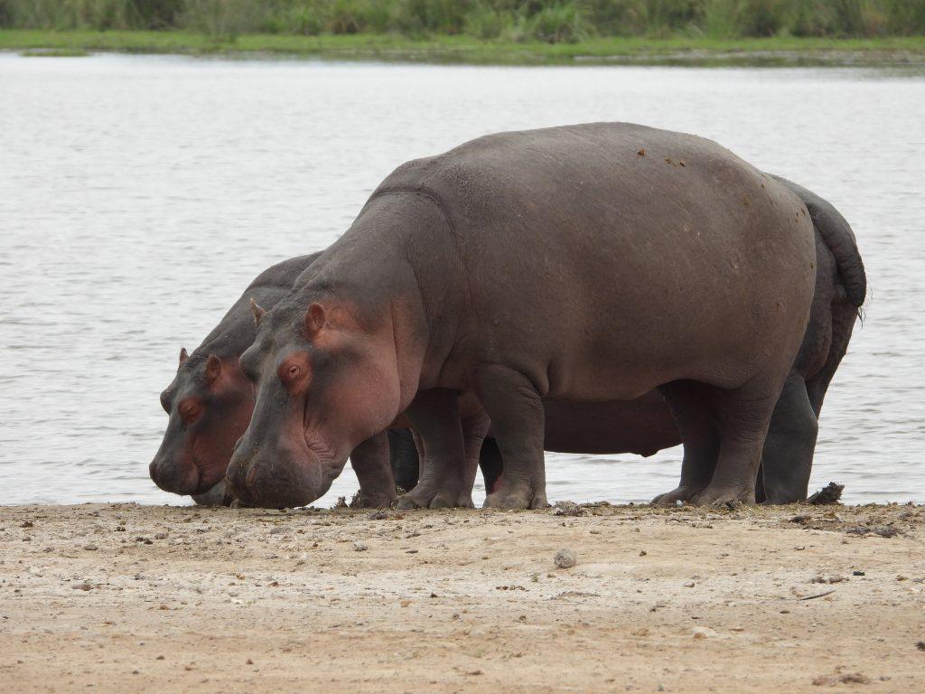 Malaika Travel Kenya safari - hippopotamus