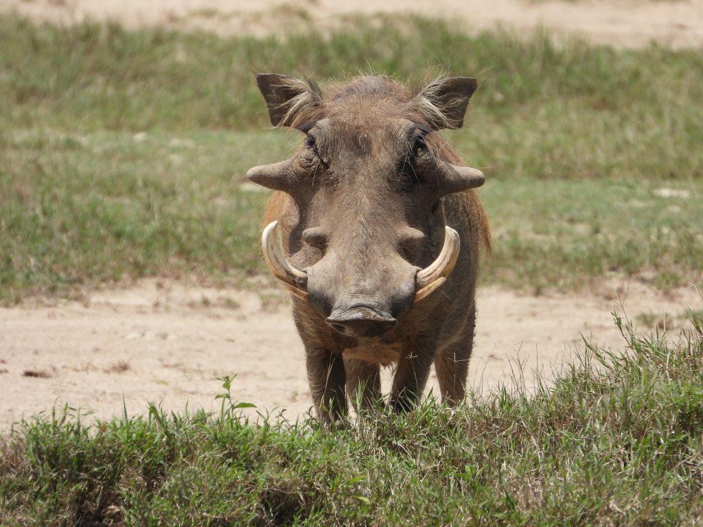 Malaika Travel Kenya safari - warthog