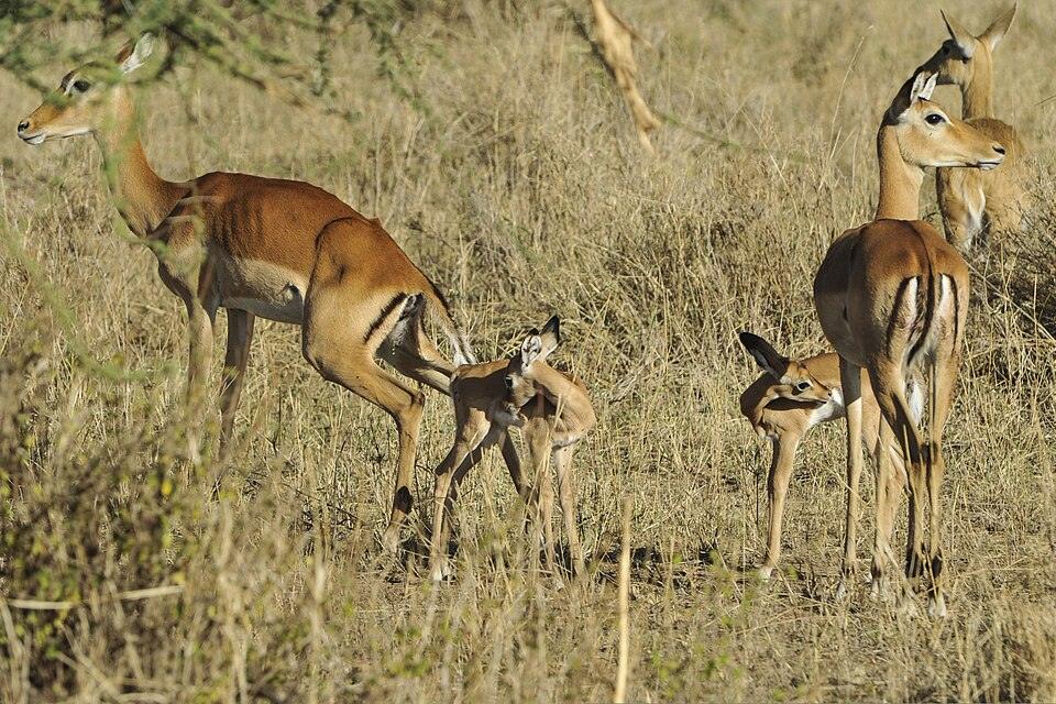 Impala grazing in the Serengeti, Tanzania - Malaika Travel